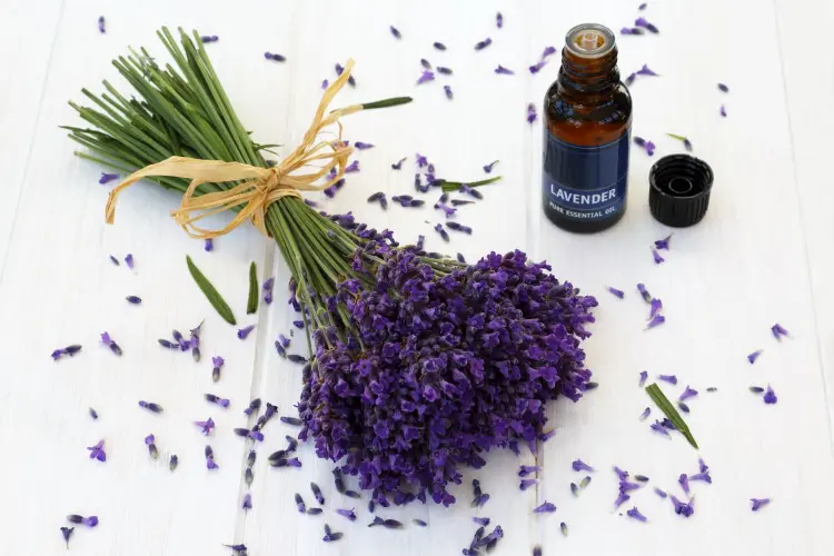what-is-lavender-oil