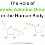 the-role-of-nicotinamide-adenine-dinucleotide-in-human-body