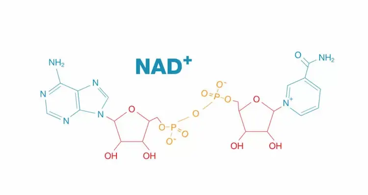 what-is-nicotinamide-adenine-dinucleotide
